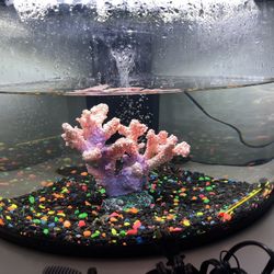 Fish Tank