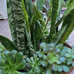 Snake Plant And Succulents Arrangement 