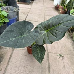 Elephant Ear