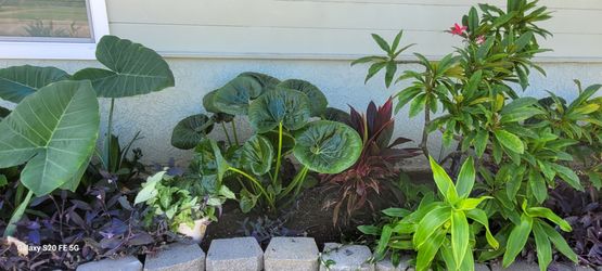 Beautiful round plant