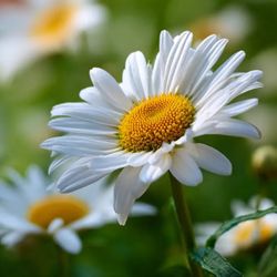 Shasta Daisies Perennial Homegrown Plants 