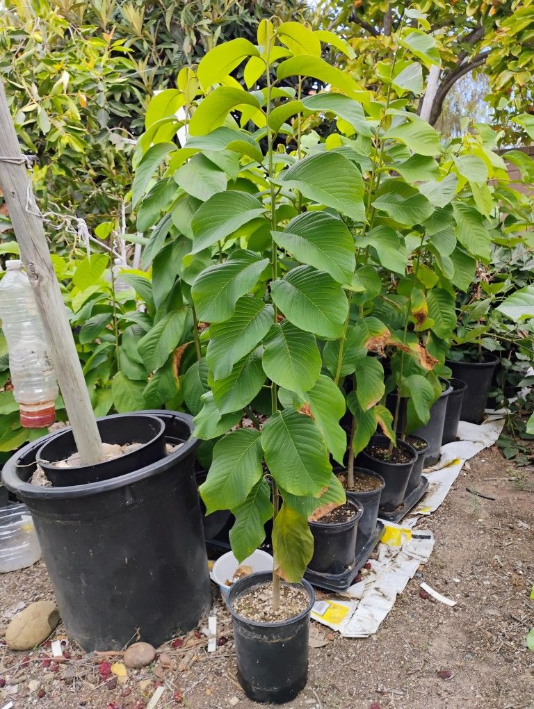 cherimoya/atemoya seedling plants. Please Read.