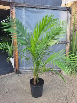 Majesty Palm 5' 12" Nursery Pot