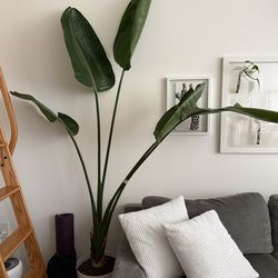 Bird of Paradise Live Plant