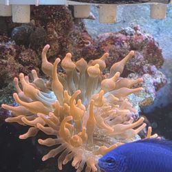 Reef Tank Decoration Rainbow Bubble Tip 