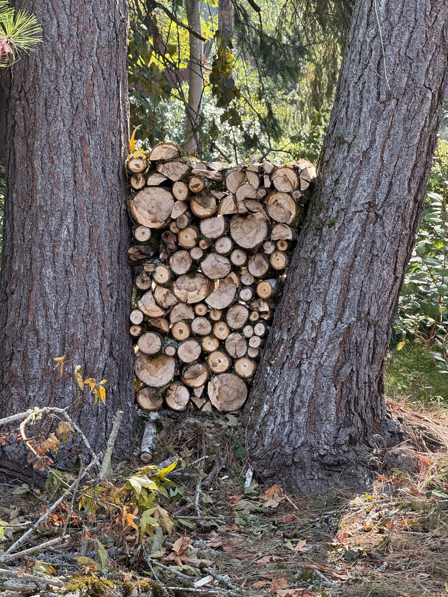 Free Fire Wood - Maple