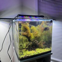 Aquarium Fish Tank