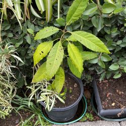 Avocado Plant In A Pot 