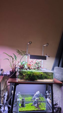 Frog bit  floating plants