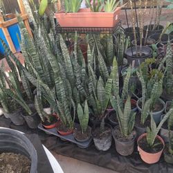 Mother-in-laws Tongue, Snake Plant