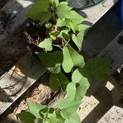 Grapevine, Sweet Potato, Lemongrass Plants