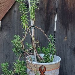Fall Succulents $10 Each 