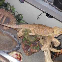 Bearded Dragon With Habitat And Lights 