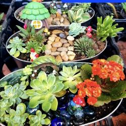 SUCCULENT SALE ON SATURDAY IN SAN LORENZO FROM 1PM TO 5PM. SAN LORENZO
