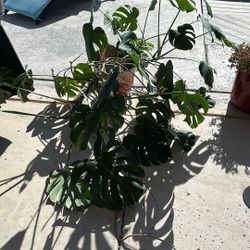 Large monstera Plant 