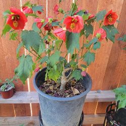 Lucky Red Chinese Lantern Plant