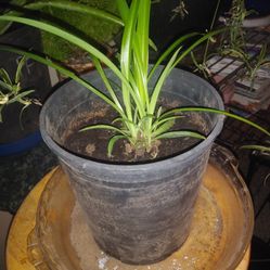 Spider plant 