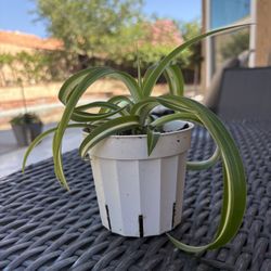 Bonnie spider plant