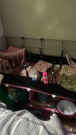 2 Guinea pigs with full setup , hides ,toys ,hay, food , treats everything
