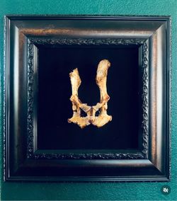 Coyote pelvis mounted on frame - oddities skull art bones