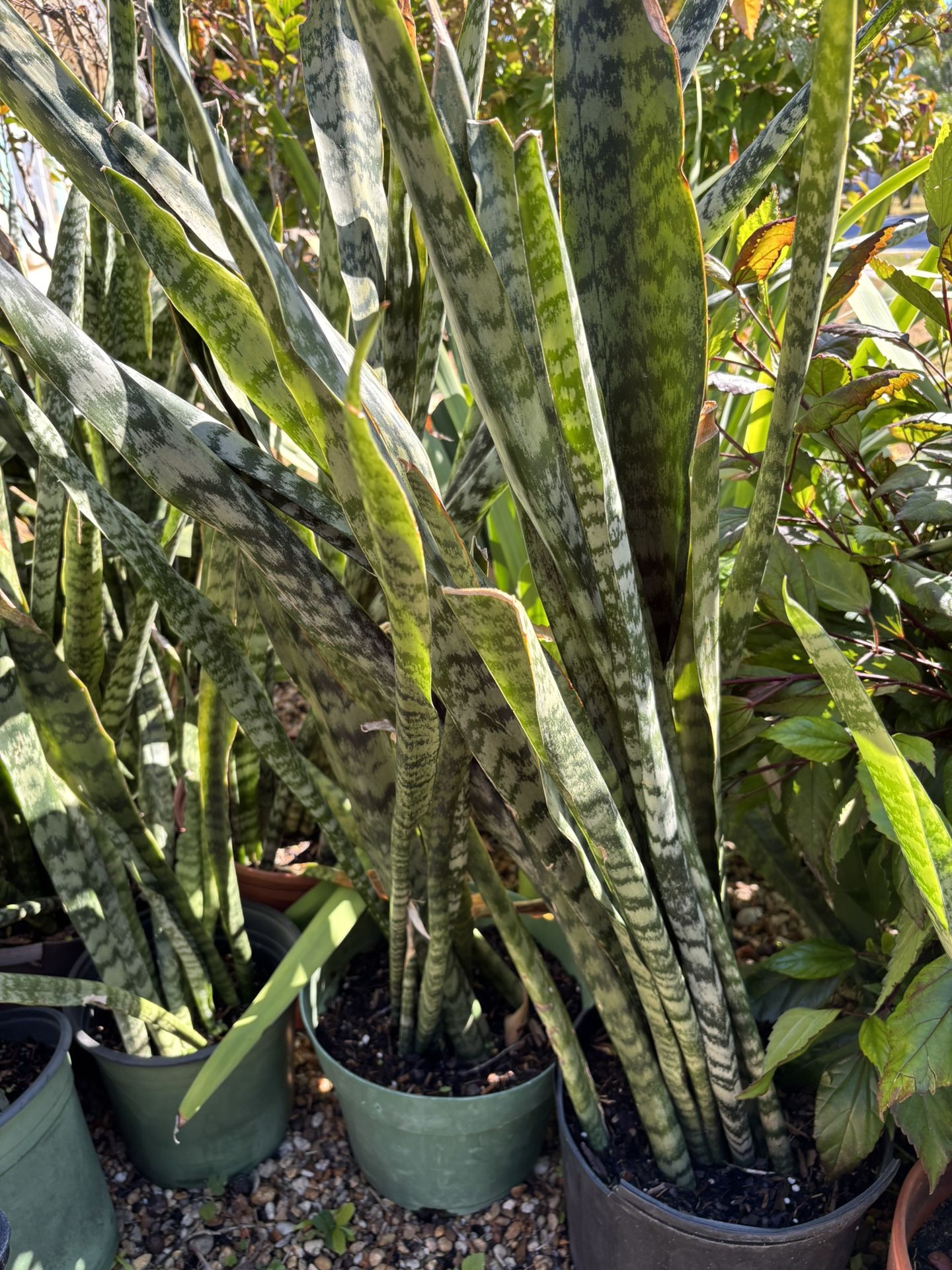 Snake Plants/mother Tongues