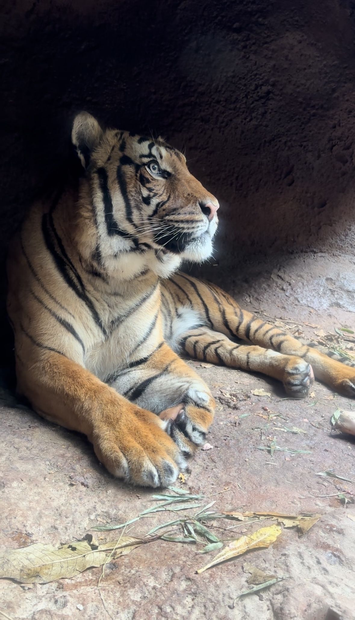 San Diego Zoo Tickets