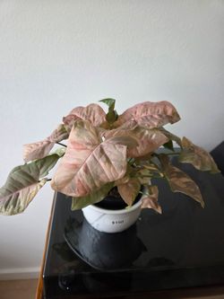 double variegated syngonium