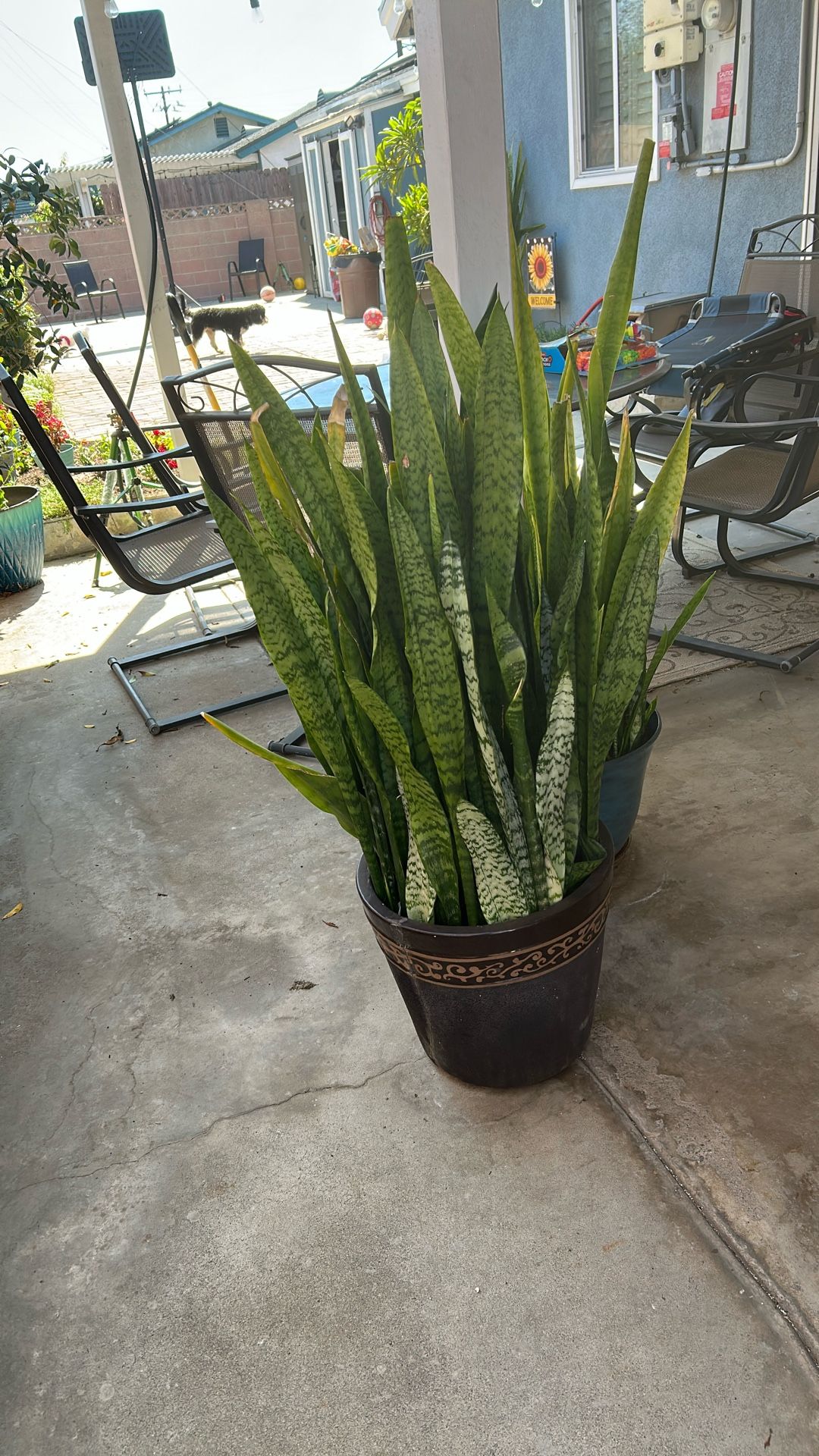 Beautiful Snake Plants, Also Known As Mother In Laws Tounge And St George’s Sword