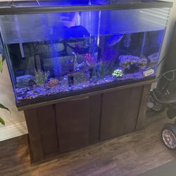60 Gallon Fish Tank 