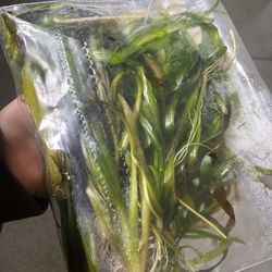 Aquarium Plants 🌱 