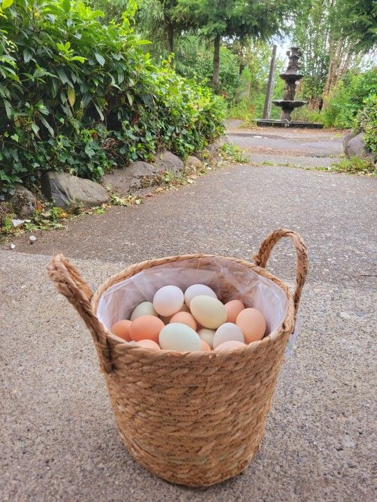 Free Range Chicken Eggs