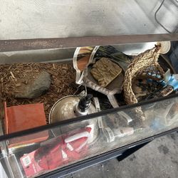 Reptile Habitat 
