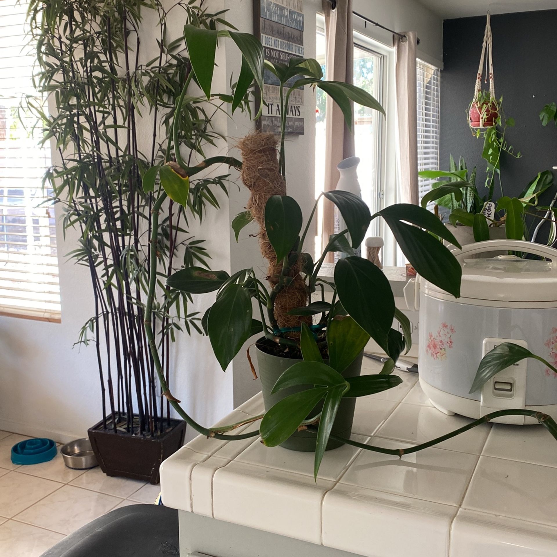 Dragon scale Plant