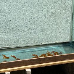 100 Gallon Fish Tank