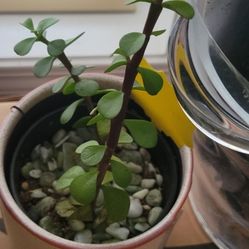 Jade Plant