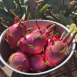 White flesh - Red Dragon fruit