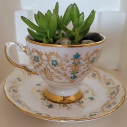 Succulents in vintage tea cup
