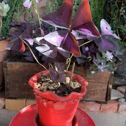 Purple Plant Oxalis Triagularies Ceramic Pot 6.5 Round X 6 Tall Inch.
