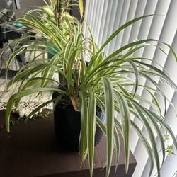 Spider Plant 