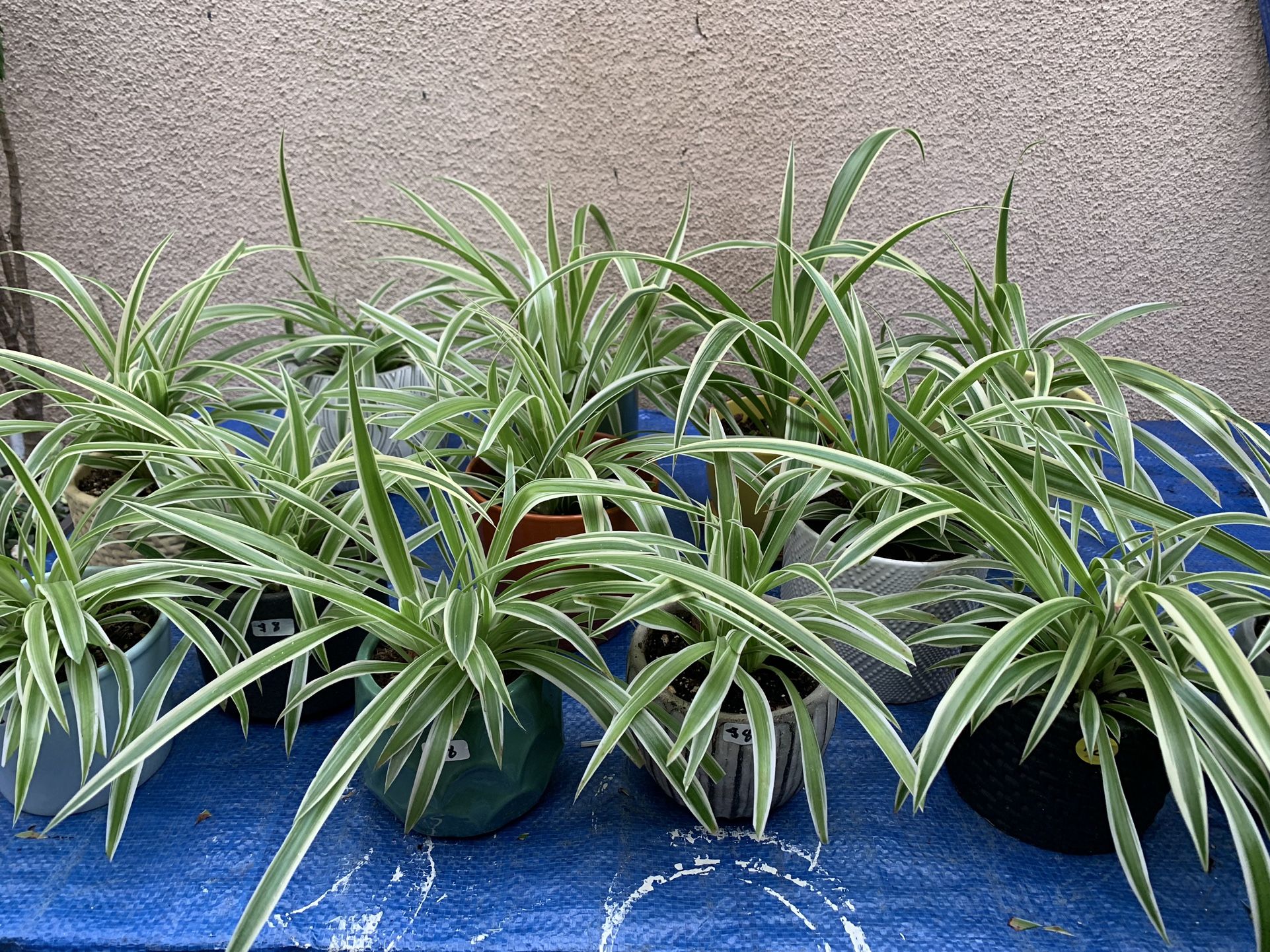 Spider Plants $8 Each