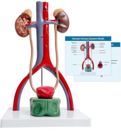 Male Urinary System Anatomy Model, Human Life Size Removable Bladder Kidneys Ureters and Adrenal Glands with Product Manual Card and PVC Base Labeled