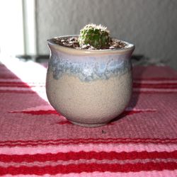 Real Baby Cactus Plant In Two Inch Pot