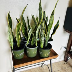 Snake Plants 10 Each