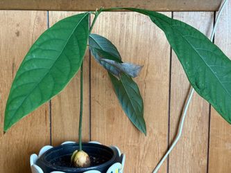 Free avocado plant