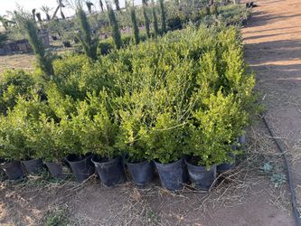 Evergreen Hedges for Sale –Privacy & Landscape Greenery