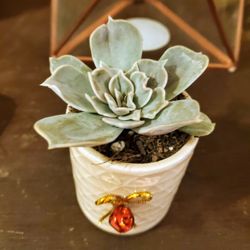 Mini 2.5 Inch Succulent