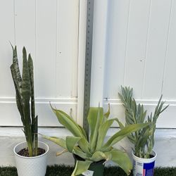 lot of 3 plants / succulents - snake + agave + skyscraper