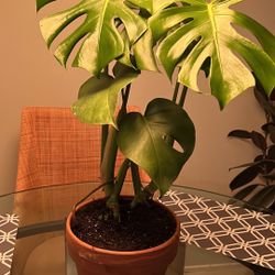 Monstera Plant 
