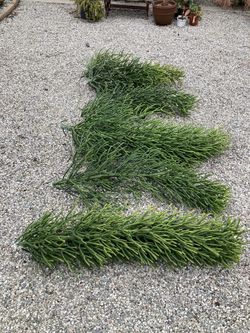 Free Plant Cuttings Pencil Stick Euphorbia