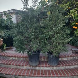 TWO- 6"-7" Green Giant Arborvitae